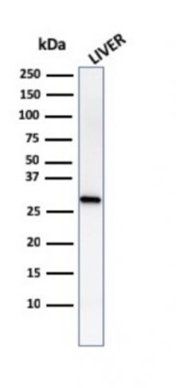 Prohibitin Antibody (PHB/1882) - Azide and BSA Free, Novus Biologicals